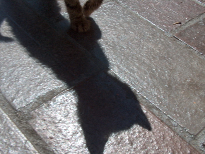 Widziałem kota cień - fotografia, Christo Dimitrow